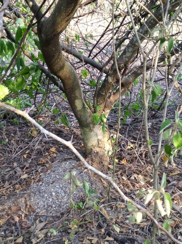 20 Sementes De Arapiraca (piptadenia Piteolobim)