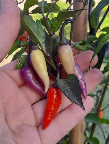 15 Semillas De Pimiento Ají Jalapeño Multicolor