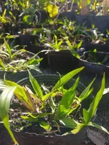 Comprar Cesped Brasilero Axonopus Natureza Vivero Orgánico 