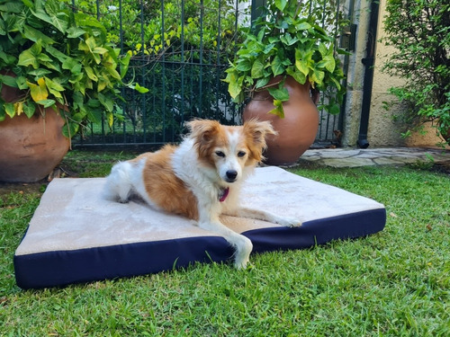 Imagen 4 de 10 de Cama Colchoneta Para Perros Lola Pets Modelo Alaska Grande