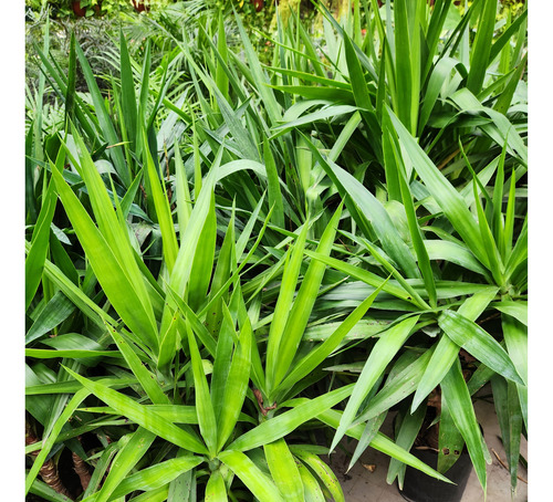 Yucca Pata De Elefante ( Elephantipes ) Gigantes !