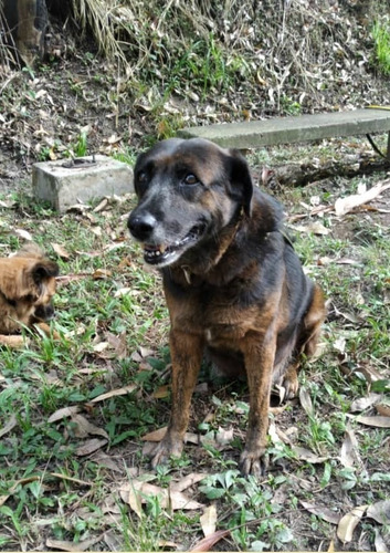 Perra Mestiza De Pastor Holandés (niña) En Adopción