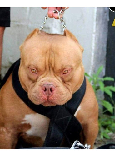 American Bully