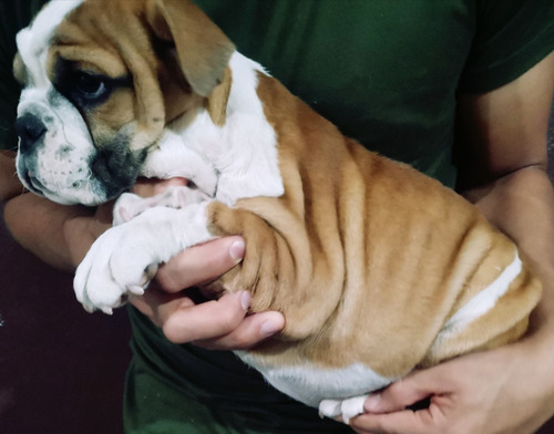 Excelentes Cachorros Bulldog Inglés