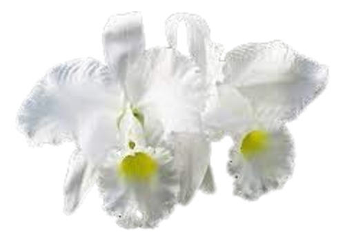 Orquídea Cattleya Trianae Concolor X Alba ( Foto Alba )