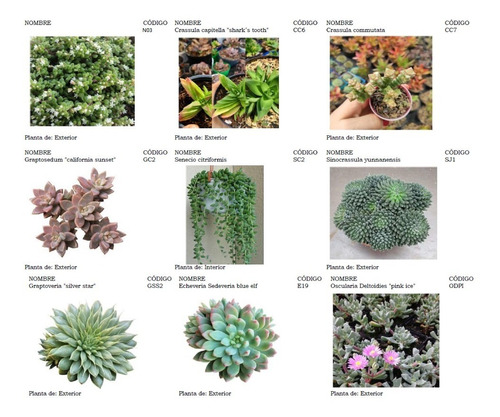 Plantas Suculentas Pequeñas, Un Detalle Vivo.