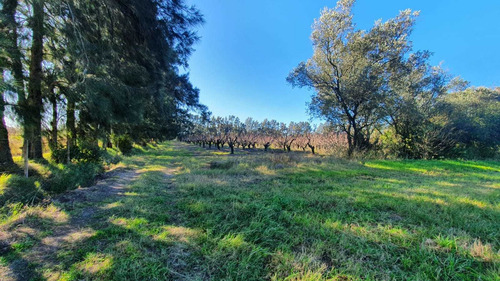 Imagen 9 de 13 de Venta Chacra 6,5 Hectareas Sobre Luis Batlle Berres
