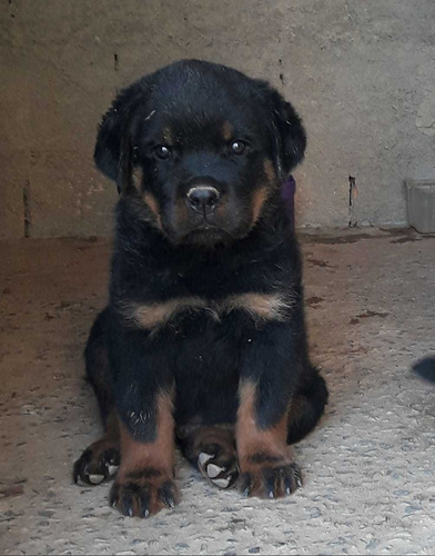 Filhotes De Rottweiler (pedigree)