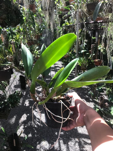 Imagem 5 de 8 de Touceira De Orquídea Cattleya 07 Bulbos Adulta Já Florindo