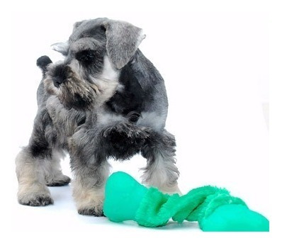 Schnauzer Miniatura Tenemos Machos/hembras