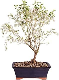 Brussel's Bonsai Árbol Bonsái Para Interiores, Xl