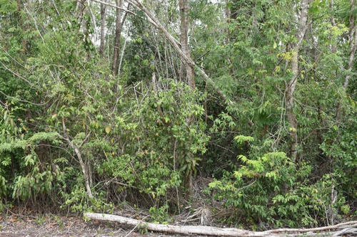 Imagen 3 de 10 de En Venta Terreno En Cancún, Colonia Doctores C2991