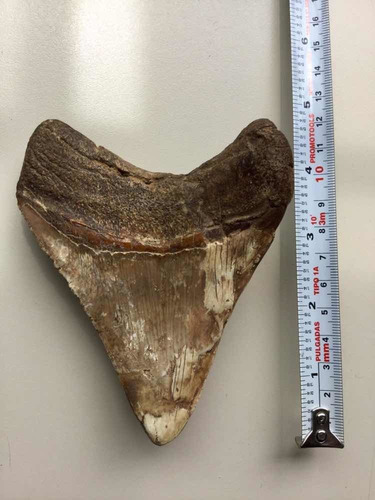 Enorme Diente De Megalodón (tiburón Prehistórico) Fósil Real (Usado)