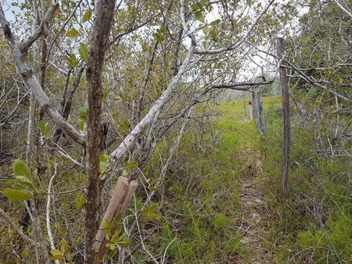 Imagen 3 de 3 de Terreno En Holbox