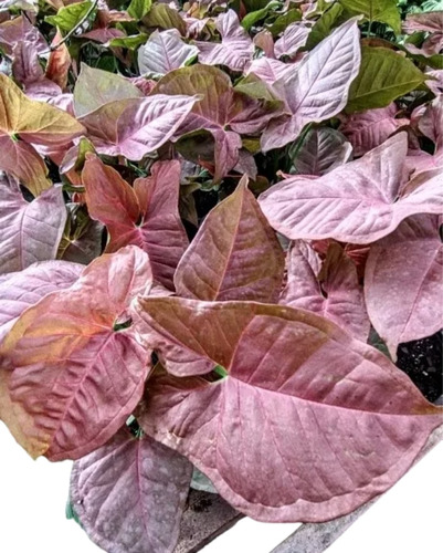 Syngonium Rosado Pink - Planta De Interior - Maceta 14