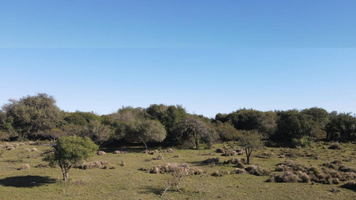 Imagen 9 de 10 de Venta Campo Ganadero 468 Has Norte De Entre Ríos