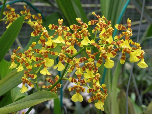 Orquidea Oncidium Lindas Varias Cores Promocao C/05 | MercadoLivre