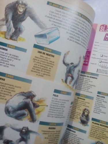 Imagen 4 de 4 de Revista Conozca Más Año 7 No. 8 Inteligencia Chimpancés
