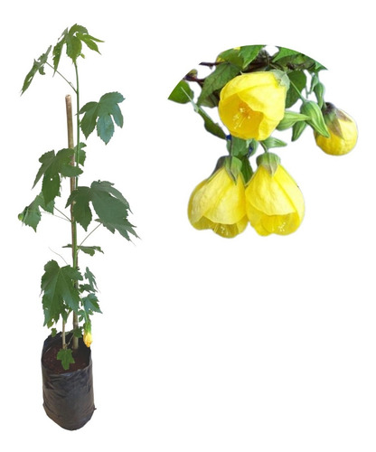 Planta De Abutilon Amarelo - Lanterna Chinesa