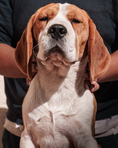 Precioso Beagle Cachorro Macho Tricolor Fca - Cash - Transf