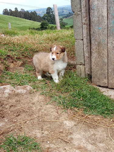 Cachorra Pastor Collie Pura Raza Medellín Animal Pets 