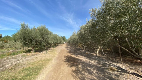 Venta | Finca | Anchoris | Tupungato | Mendoza