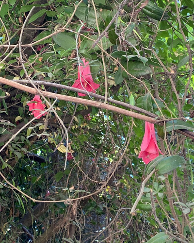 Parcelas En Loncoche En Medio De Bosque Nativo De Ensueño 