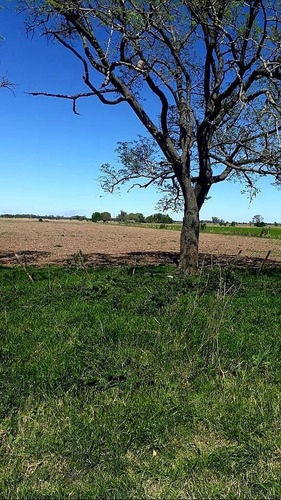 Campo - Santa Fe - Candioti - 90 Has