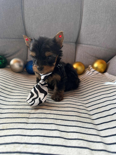 Yorkie Yorshire Terrier Cachorros.