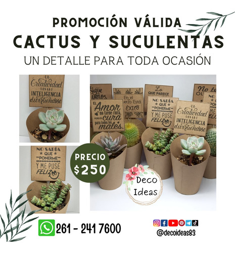 Souvenirs Cactus Y Suculentas X 12 Unidades
