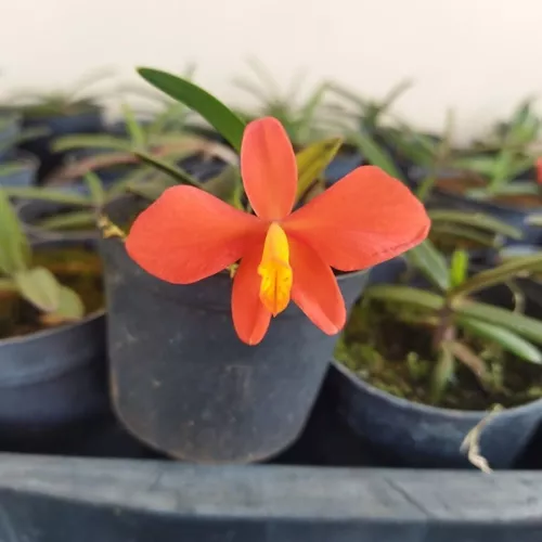 Sophronitis Riograndensis (mini Orquídea) Muda Sem Flor