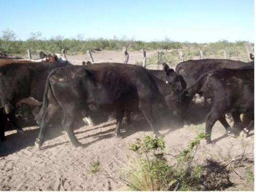 Imagen 3 de 8 de Campo - La Pampa- Pichi Mahuída Y Cuchillo Có- Ganadero