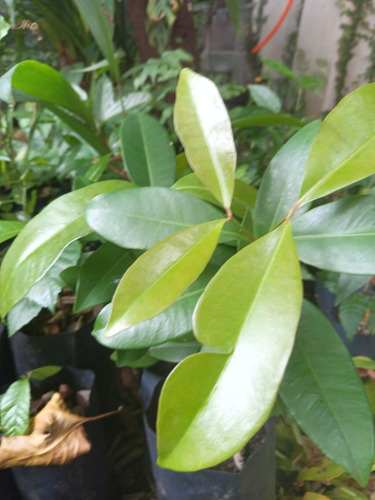Syzygium Aqueum, Bonitas Plantas, Preguntar Costo De Envio