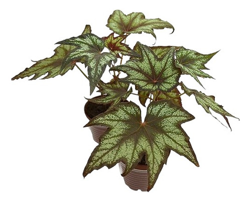 Plantas De Begonia (litle Montgomery) Brother Montgomery