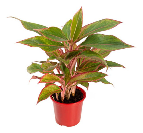 Aglaonema Creta P12