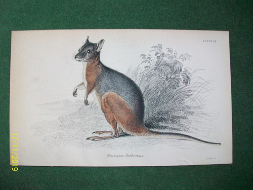 Canguro  Macropus Derbianus  Grabado De Edimburgo De 1833
