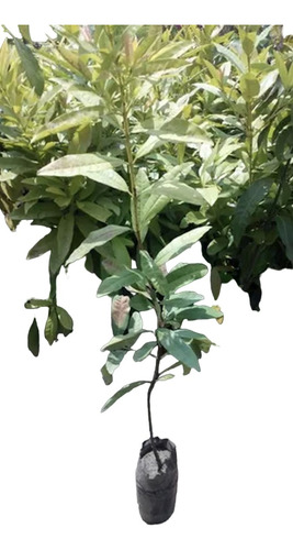 3 Plantas De Especias Clavo Laurel Castilla Laurel De La Sie