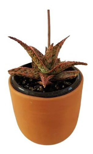 Aloe Pink Blush Suculenta Exótica Coleccionable Cactus