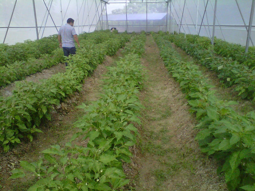 Imagen 9 de 9 de Salsa Habanera Verde La Perla De Los Rios Cont Neto 10pz