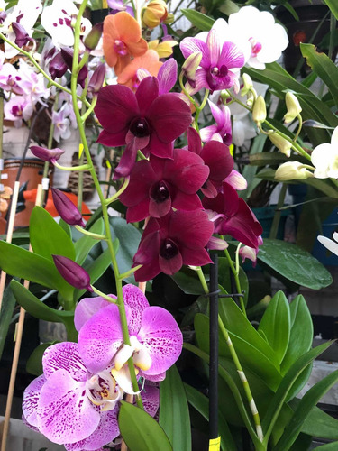 Imagen 9 de 10 de Orquídeas Dendrobium Phalaenopsis