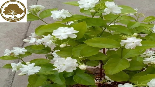 Imagen 1 de 2 de Jazmin Dama De Orleans ( Planta ) Jasminum Sambac / 70cm