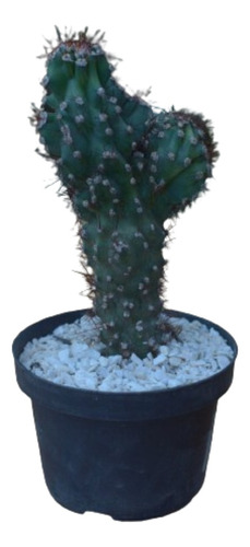 Planta Cactus Monstruoso