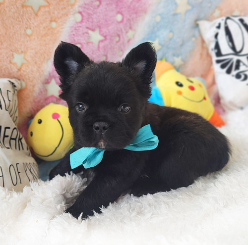 Bulldog Frances Pelo Largo Fluffy Osito Puro Con Papeles Negro