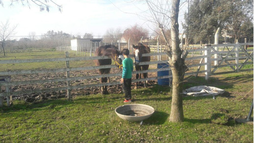 Imagen 1 de 4 de Chacra - Carmen De Areco