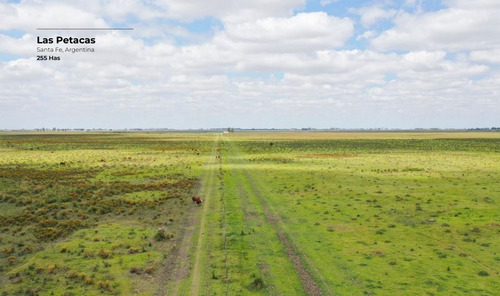 Campo De 255 Hectáreas En Las Petacas, Santa Fe