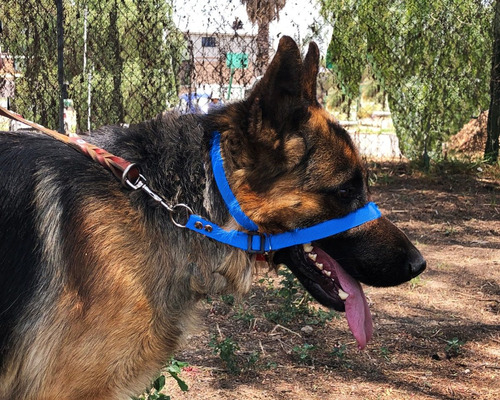 Collar Anti Jalones Halter Entrenamiento Perro Con Envio