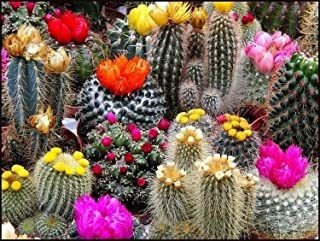 Seeds4planting Semillas Cactus (cacti) Mix Orgánico