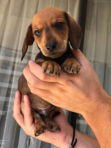Imagen 4 de 5 de Bellos Cachorros Dachshund Salchicha Teckel Mini