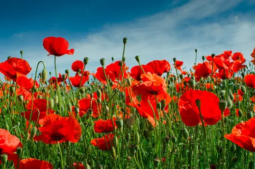 Semillas Orgánicas Flor, Semillas De Amapola Roja