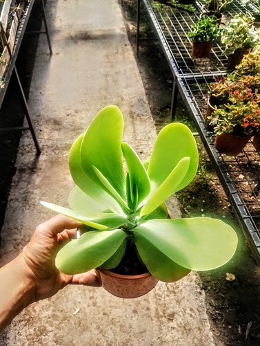 Kalanchoe Thyrsiflora Luciae - Suculenta De Colección